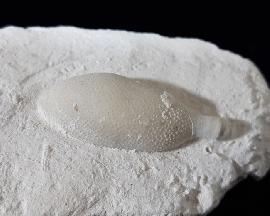 Stachel eines Tylocidaris baltica (SCHLTER 1892) - Bild © FossNet FossilienStore